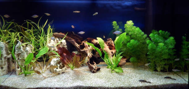 istock Aquascape of freshwater aquarium 906602764
