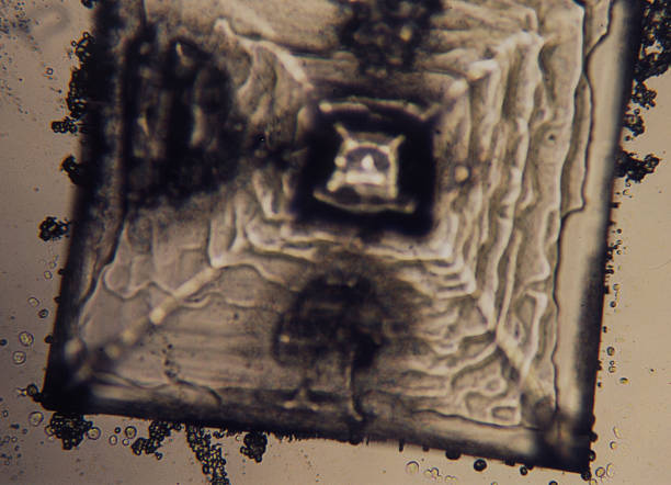 Free picture: low, magnification, 100x, photomicrograph, three ...