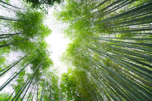 istock Bamboo window to the sky at Bamboo Forest, Kyoto, Japan 906603072