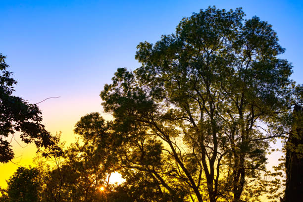 ソチは、ロシアでの夜の抽象的な風景。 - oak tree treelined tree single object ストックフォトと画像