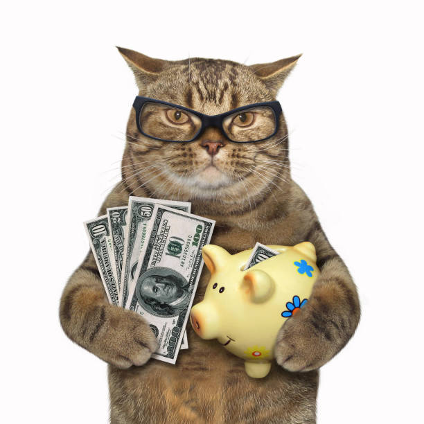 istock Cat with a piggy bank for dollars 906605784