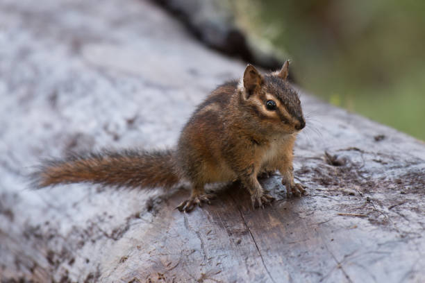 Sonoma Chipmunk Perched on Tree Trunk with Morning Dew on Fur