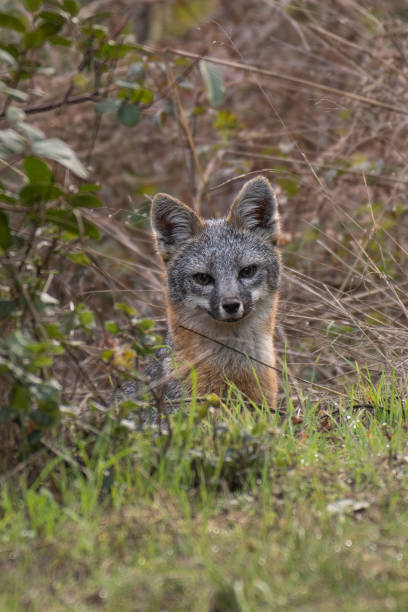 istock Western Gray/Grey Fox Looking Out from Bush/Brush 906605894