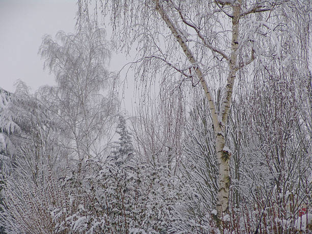 Wintry. stock photo