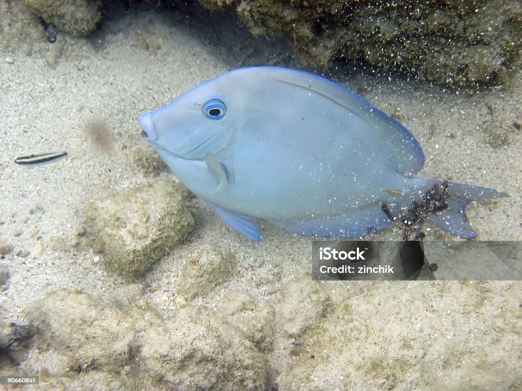 Blu pesce - Foto stock royalty-free di Acqua