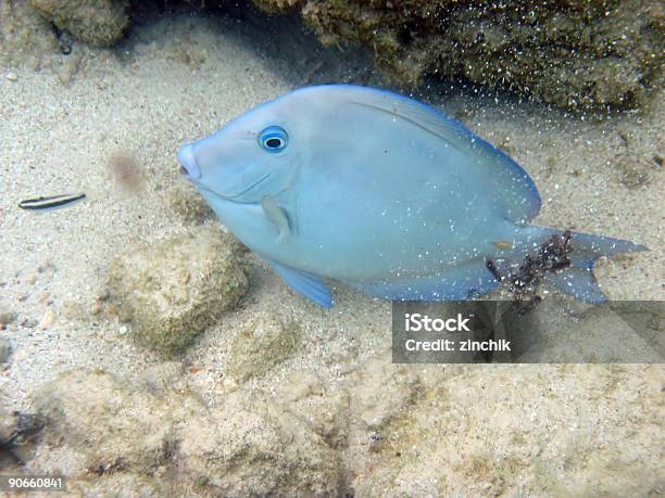 Blu Pesce - Fotografie stock e altre immagini di Acqua - Acqua, Animale, Barriera corallina