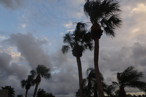 palm tree silhouettes in a stormy sunset sky