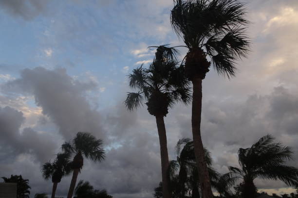 palm trees and stormy sky stock photo