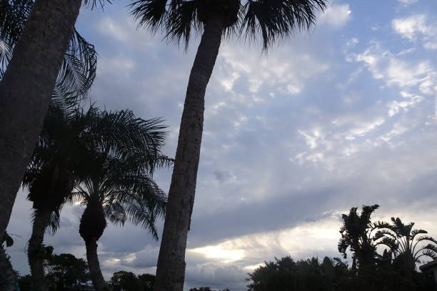 palmeras y cielo tormentoso - lightning monsoon hurricane palm tree fotografías e imágenes de stock
