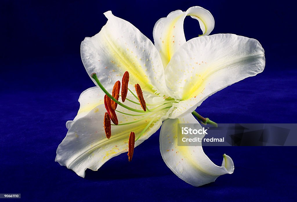blue lily  Backgrounds Stock Photo