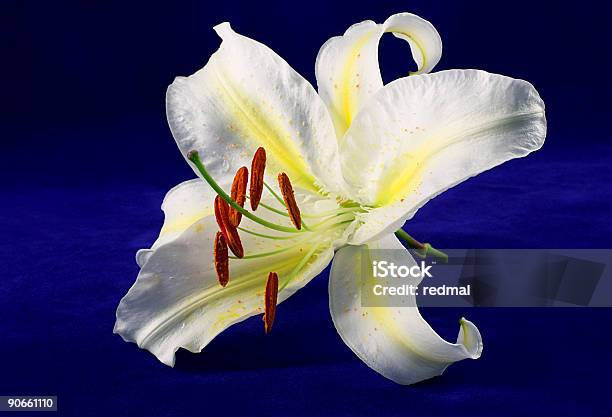 Blue Lily Stock Photo - Download Image Now - Backgrounds, Beauty In Nature, Blue