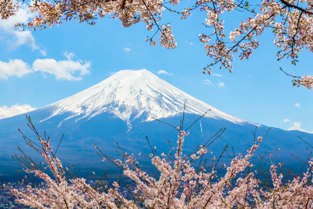 Mount Fuji The Mount Fuji.Foreground is a cherry blossoms.The shooting location is Fujiyoshida City, Yamanashi Prefecture, Japan. tree crown stock pictures, royalty-free photos & images