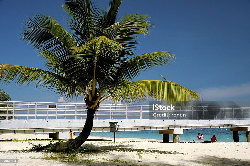 Cocotiers sur la plage - Photo de Arbre libre de droits