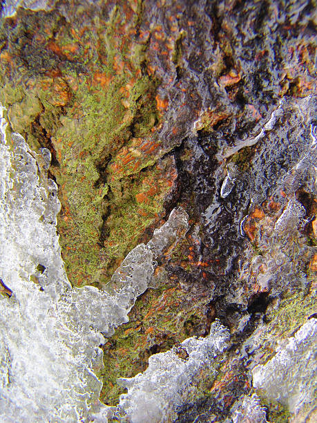 Tree's bark,winter's colors. stock photo