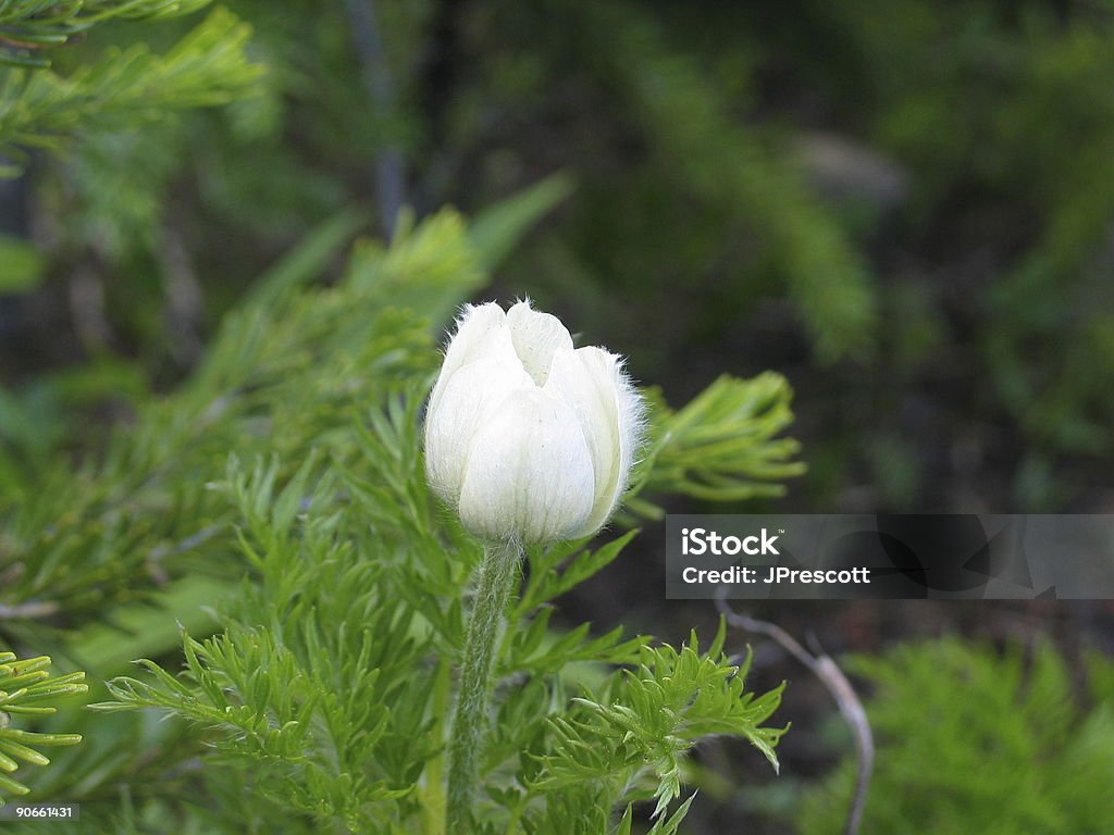 White Wildflower  Alberta Stock Photo