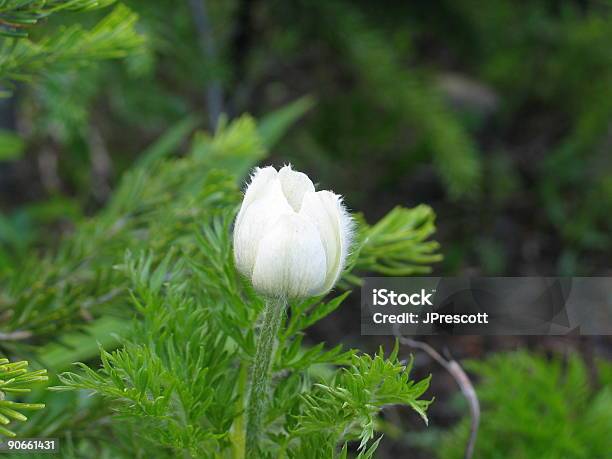 White Wildflower Stock Photo - Download Image Now - Alberta, Banff, Banff National Park