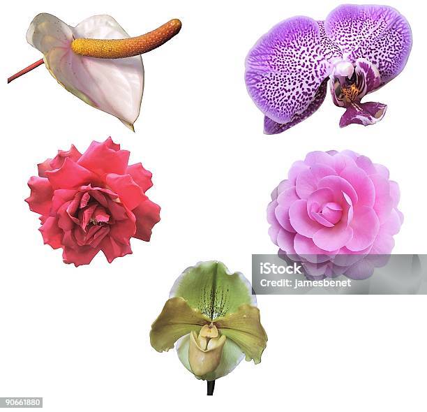Cinco Flores Exóticas Aislado Foto de stock y más banco de imágenes de Arreglo floral - Arreglo floral, Blanco - Color, Buqué