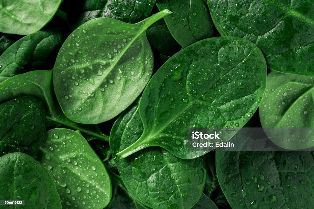 Macro photography of fresh spinach. Concept of organic food. Spinach Stock Photo
