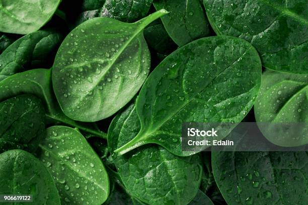 Macro Photography Of Fresh Spinach Concept Of Organic Food Stock Photo - Download Image Now