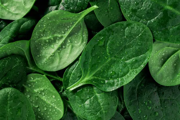 Photo of Macro photography of fresh spinach. Concept of organic food.