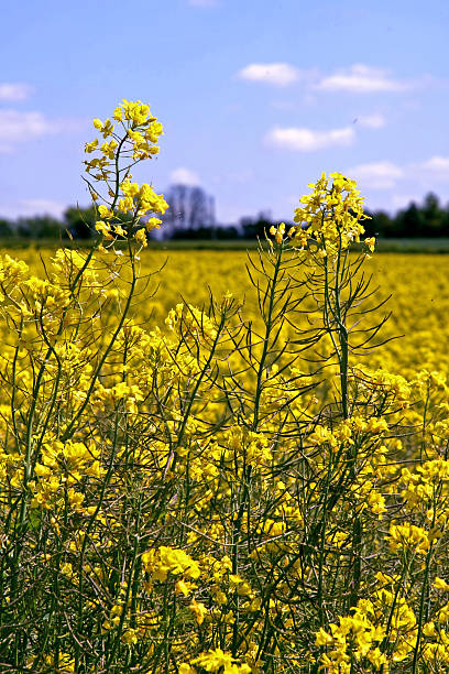 campo de colza - fossil fuel biology oilseed rape agriculture fotografías e imágenes de stock