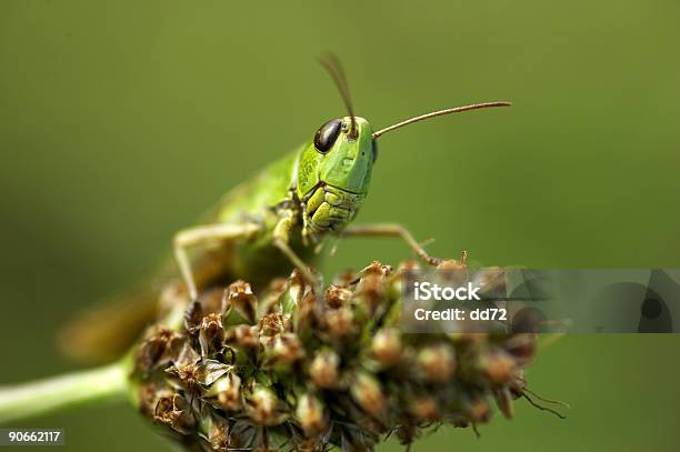 Gafanhoto - Fotografias de stock e mais imagens de Animal - Animal, Chávena de Café, Cor verde