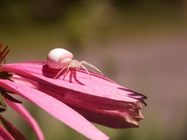Yellow spider on purple bellflower