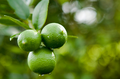 Branch of ripe and unripe pear