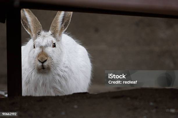 Versteckte Bunny Stockfoto und mehr Bilder von Farbbild - Farbbild, Fell, Fotografie