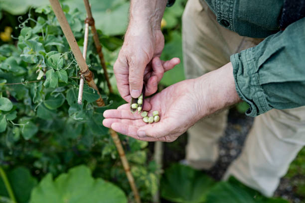 istock Man Picking Fresh Peas From His Kitchen Garden. 906621942