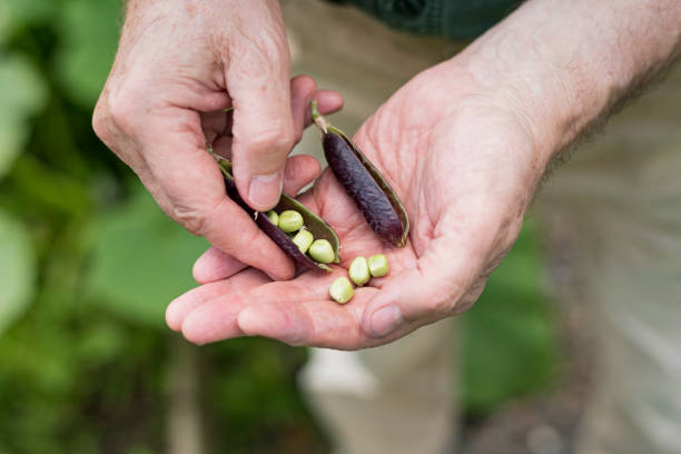 istock Man Picking Fresh Peas From His Kitchen Garden. 906621986