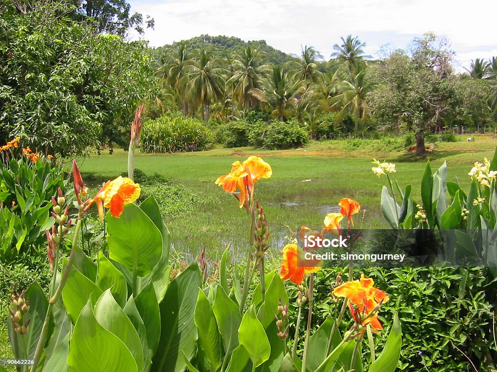 Compensazione della giungla della Thailandia - Foto stock royalty-free di Ambientazione esterna