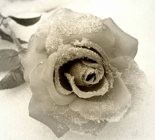 El Rose de invierno de CD. - foto de stock