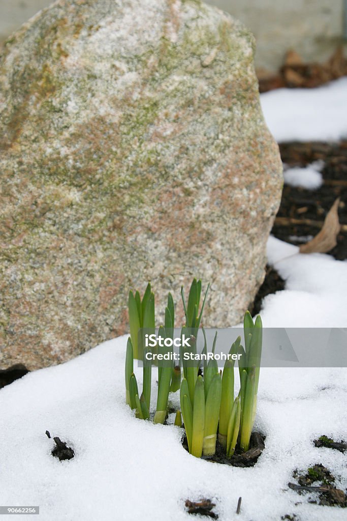 Narciso di primavera germogli di 3 - Foto stock royalty-free di Ambientazione esterna