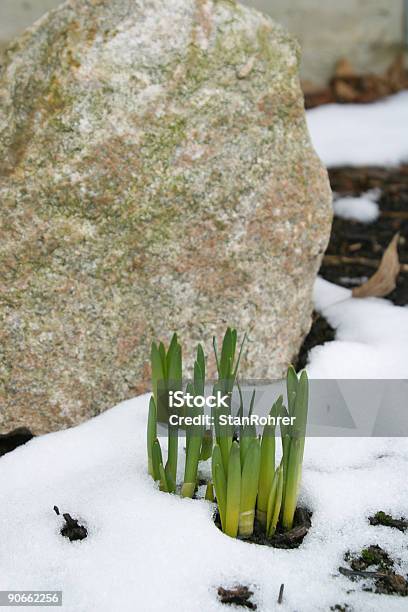 Primavera Narciso Botões 3 - Fotografias de stock e mais imagens de Ao Ar Livre - Ao Ar Livre, Atirar à Baliza, Botão - Estágio de flora