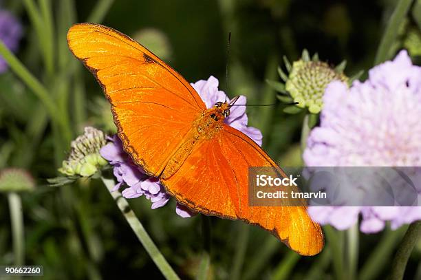 バタフライ 18 - オレンジ色のストックフォトや画像を多数ご用意 - オレンジ色, カラー画像, チョウ