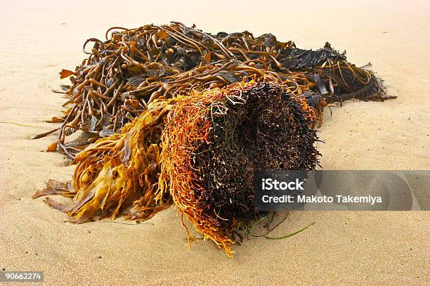 Of The Sea Stock Photo - Download Image Now - Beach, Biology, Color Image