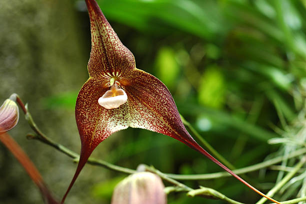 orquídea de drácula - dracula orchid - fotografias e filmes do acervo