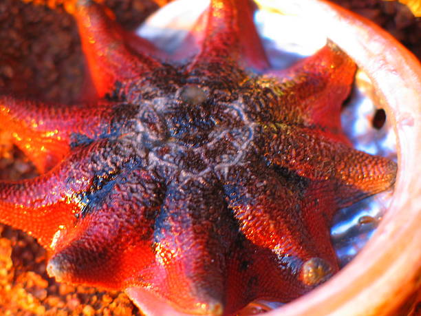 starfish stock photo