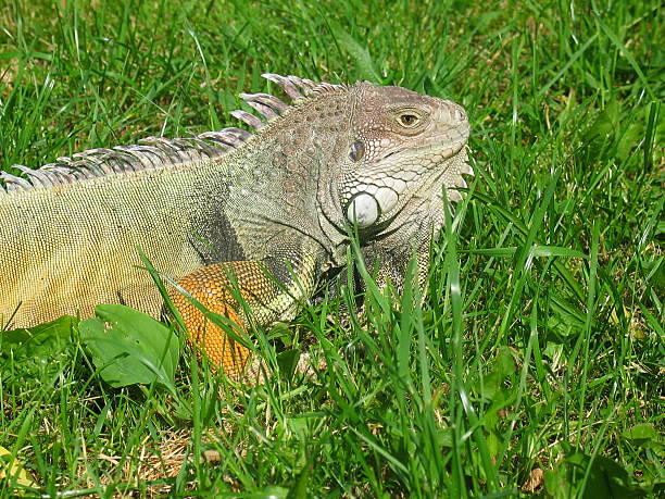 green Iguana stock photo