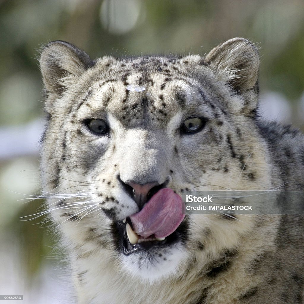 Snow Leopard  Animal Body Part Stock Photo