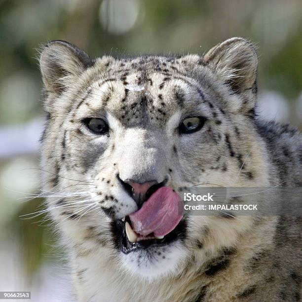 Snow Leopard Stock Photo - Download Image Now - Animal Body Part, Animal Eye, Animal Nose