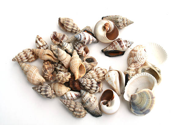 Shells stock photo