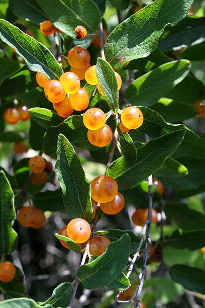 bagas de laranja - dupage imagens e fotografias de stock