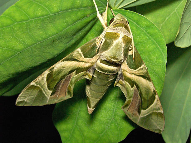 istock Giant green moth that taken on a tree. 90662772