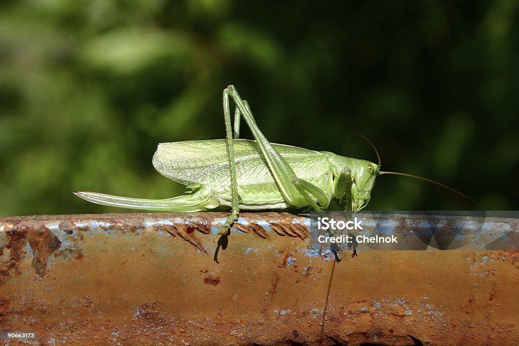 Locust - Foto de stock de Animais Machos royalty-free