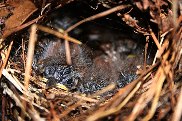 아기 birds2 - dependency animal nest robin bird 뉴스 사진 이미지