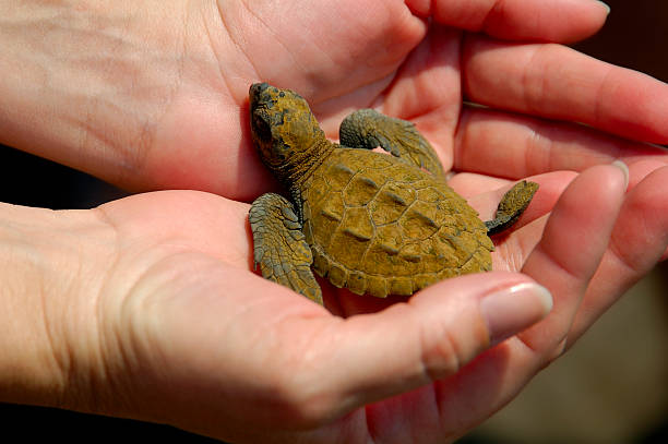istock Baby Sea Turtle In Hand 90663259