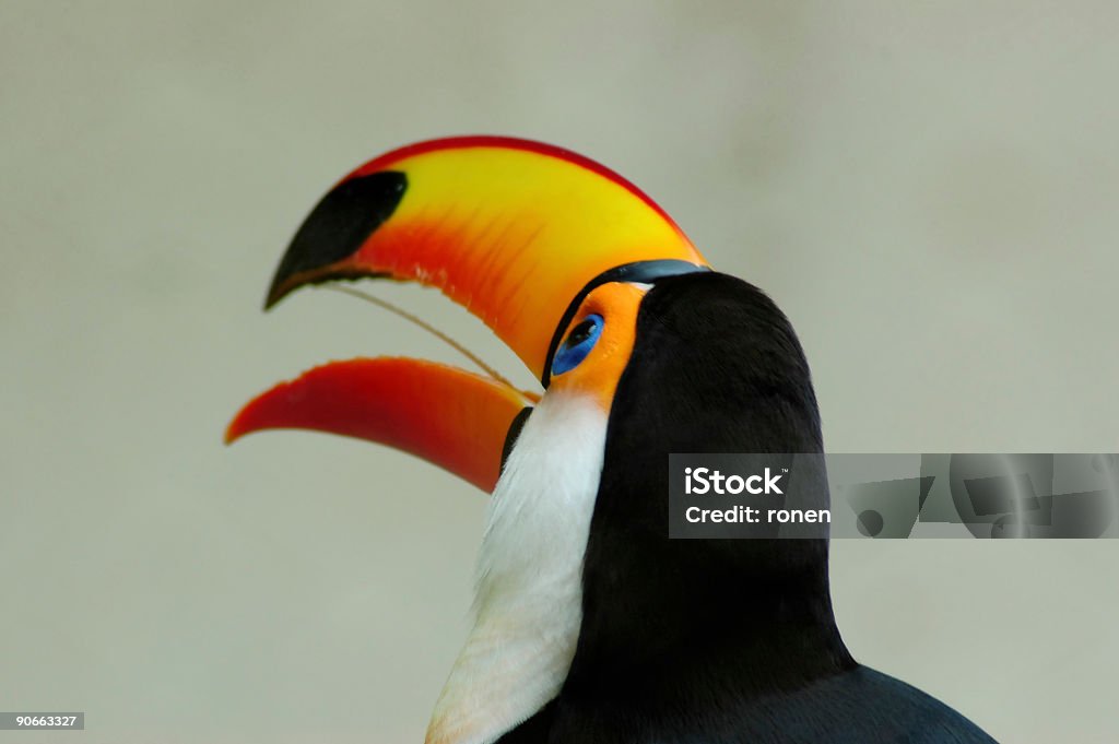 Uccello primo piano - Foto stock royalty-free di Animale