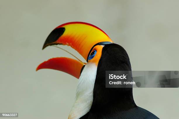 Uccello Primo Piano - Fotografie stock e altre immagini di Animale - Animale, Animale in cattività, Arancione